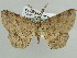  ( - BC ZSM Lep 59221)  @14 [ ] CreativeCommons - Attribution Non-Commercial Share-Alike (2011) Axel Hausmann/Bavarian State Collection of Zoology (ZSM) SNSB, Zoologische Staatssammlung Muenchen