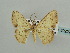  ( - BC ZSM Lep 59222)  @14 [ ] CreativeCommons - Attribution Non-Commercial Share-Alike (2011) Axel Hausmann/Bavarian State Collection of Zoology (ZSM) SNSB, Zoologische Staatssammlung Muenchen