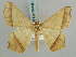  ( - BC ZSM Lep 59448)  @11 [ ] CreativeCommons - Attribution Non-Commercial Share-Alike (2011) Axel Hausmann/Bavarian State Collection of Zoology (ZSM) SNSB, Zoologische Staatssammlung Muenchen