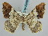  ( - BC ZSM Lep 59457)  @14 [ ] CreativeCommons - Attribution Non-Commercial Share-Alike (2011) Axel Hausmann/Bavarian State Collection of Zoology (ZSM) SNSB, Zoologische Staatssammlung Muenchen
