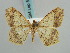  ( - BC ZSM Lep 59465)  @14 [ ] CreativeCommons - Attribution Non-Commercial Share-Alike (2011) Axel Hausmann/Bavarian State Collection of Zoology (ZSM) SNSB, Zoologische Staatssammlung Muenchen