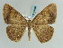  ( - BC ZSM Lep 59496)  @14 [ ] CreativeCommons - Attribution Non-Commercial Share-Alike (2011) Axel Hausmann/Bavarian State Collection of Zoology (ZSM) SNSB, Zoologische Staatssammlung Muenchen