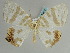  ( - BC ZSM Lep 59502)  @11 [ ] CreativeCommons - Attribution Non-Commercial Share-Alike (2011) Axel Hausmann/Bavarian State Collection of Zoology (ZSM) SNSB, Zoologische Staatssammlung Muenchen