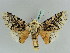  ( - BC ZSM Lep 39104)  @11 [ ] CreativeCommons - Attribution Non-Commercial Share-Alike (2011) Axel Hausmann/Bavarian State Collection of Zoology (ZSM) SNSB, Zoologische Staatssammlung Muenchen