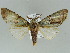  ( - BC ZSM Lep 39139)  @14 [ ] CreativeCommons - Attribution Non-Commercial Share-Alike (2011) Axel Hausmann/Bavarian State Collection of Zoology (ZSM) SNSB, Zoologische Staatssammlung Muenchen