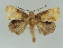  ( - BC ZSM Lep 39142)  @11 [ ] CreativeCommons - Attribution Non-Commercial Share-Alike (2011) Axel Hausmann/Bavarian State Collection of Zoology (ZSM) SNSB, Zoologische Staatssammlung Muenchen