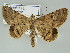  ( - BC ZSM Lep 39160)  @11 [ ] CreativeCommons - Attribution Non-Commercial Share-Alike (2011) Axel Hausmann/Bavarian State Collection of Zoology (ZSM) SNSB, Zoologische Staatssammlung Muenchen