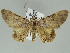  ( - BC ZSM Lep 39161)  @11 [ ] CreativeCommons - Attribution Non-Commercial Share-Alike (2011) Axel Hausmann/Bavarian State Collection of Zoology (ZSM) SNSB, Zoologische Staatssammlung Muenchen