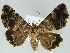  ( - BC ZSM Lep 39170)  @11 [ ] CreativeCommons - Attribution Non-Commercial Share-Alike (2011) Axel Hausmann/Bavarian State Collection of Zoology (ZSM) SNSB, Zoologische Staatssammlung Muenchen