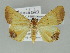  ( - BC ZSM Lep 39190)  @11 [ ] CreativeCommons - Attribution Non-Commercial Share-Alike (2011) Axel Hausmann/Bavarian State Collection of Zoology (ZSM) SNSB, Zoologische Staatssammlung Muenchen