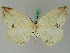  ( - BC ZSM Lep 45029)  @13 [ ] CreativeCommons - Attribution Non-Commercial Share-Alike (2011) Axel Hausmann/Bavarian State Collection of Zoology (ZSM) SNSB, Zoologische Staatssammlung Muenchen