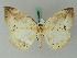  ( - BC ZSM Lep 45030)  @13 [ ] CreativeCommons - Attribution Non-Commercial Share-Alike (2011) Axel Hausmann/Bavarian State Collection of Zoology (ZSM) SNSB, Zoologische Staatssammlung Muenchen