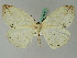  ( - BC ZSM Lep 45032)  @13 [ ] CreativeCommons - Attribution Non-Commercial Share-Alike (2011) Axel Hausmann/Bavarian State Collection of Zoology (ZSM) SNSB, Zoologische Staatssammlung Muenchen