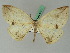  ( - BC ZSM Lep 45033)  @13 [ ] CreativeCommons - Attribution Non-Commercial Share-Alike (2011) Axel Hausmann/Bavarian State Collection of Zoology (ZSM) SNSB, Zoologische Staatssammlung Muenchen