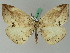  ( - BC ZSM Lep 45034)  @13 [ ] CreativeCommons - Attribution Non-Commercial Share-Alike (2011) Axel Hausmann/Bavarian State Collection of Zoology (ZSM) SNSB, Zoologische Staatssammlung Muenchen