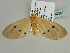  ( - BC ZSM Lep 47561)  @13 [ ] CreativeCommons - Attribution Non-Commercial Share-Alike (2011) Axel Hausmann/Bavarian State Collection of Zoology (ZSM) SNSB, Zoologische Staatssammlung Muenchen