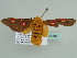  ( - BC ZSM Lep 47589)  @12 [ ] CreativeCommons - Attribution Non-Commercial Share-Alike (2011) Axel Hausmann/Bavarian State Collection of Zoology (ZSM) SNSB, Zoologische Staatssammlung Muenchen