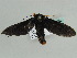  ( - BC ZSM Lep 47605)  @12 [ ] CreativeCommons - Attribution Non-Commercial Share-Alike (2011) Axel Hausmann/Bavarian State Collection of Zoology (ZSM) SNSB, Zoologische Staatssammlung Muenchen