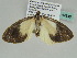  ( - BC ZSM Lep 47648)  @13 [ ] CreativeCommons - Attribution Non-Commercial Share-Alike (2011) Axel Hausmann/Bavarian State Collection of Zoology (ZSM) SNSB, Zoologische Staatssammlung Muenchen