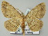  ( - BC ZSM Lep 51456)  @14 [ ] CreativeCommons - Attribution Non-Commercial Share-Alike (2011) Axel Hausmann/Bavarian State Collection of Zoology (ZSM) SNSB, Zoologische Staatssammlung Muenchen
