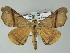  ( - BC ZSM Lep 51463)  @14 [ ] CreativeCommons - Attribution Non-Commercial Share-Alike (2011) Axel Hausmann/Bavarian State Collection of Zoology (ZSM) SNSB, Zoologische Staatssammlung Muenchen