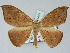  ( - BC ZSM Lep 51471)  @14 [ ] CreativeCommons - Attribution Non-Commercial Share-Alike (2011) Axel Hausmann/Bavarian State Collection of Zoology (ZSM) SNSB, Zoologische Staatssammlung Muenchen
