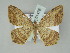  ( - BC ZSM Lep 51476)  @14 [ ] CreativeCommons - Attribution Non-Commercial Share-Alike (2011) Axel Hausmann/Bavarian State Collection of Zoology (ZSM) SNSB, Zoologische Staatssammlung Muenchen