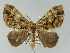  ( - BC ZSM Lep 51483)  @13 [ ] CreativeCommons - Attribution Non-Commercial Share-Alike (2011) Axel Hausmann/Bavarian State Collection of Zoology (ZSM) SNSB, Zoologische Staatssammlung Muenchen