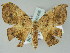  ( - BC ZSM Lep 51495)  @14 [ ] CreativeCommons - Attribution Non-Commercial Share-Alike (2011) Axel Hausmann/Bavarian State Collection of Zoology (ZSM) SNSB, Zoologische Staatssammlung Muenchen