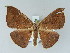  ( - BC ZSM Lep 51501)  @14 [ ] CreativeCommons - Attribution Non-Commercial Share-Alike (2011) Axel Hausmann/Bavarian State Collection of Zoology (ZSM) SNSB, Zoologische Staatssammlung Muenchen