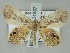  (Opisthoxia phrynearia - BC ZSM Lep 51507)  @13 [ ] CreativeCommons - Attribution Non-Commercial Share-Alike (2011) Axel Hausmann/Bavarian State Collection of Zoology (ZSM) SNSB, Zoologische Staatssammlung Muenchen