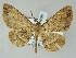  (Melanolophia AH16HoPn - BC ZSM Lep 51508)  @14 [ ] CreativeCommons - Attribution Non-Commercial Share-Alike (2011) Axel Hausmann/Bavarian State Collection of Zoology (ZSM) SNSB, Zoologische Staatssammlung Muenchen