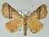  ( - BC ZSM Lep 51517)  @14 [ ] CreativeCommons - Attribution Non-Commercial Share-Alike (2011) Axel Hausmann/Bavarian State Collection of Zoology (ZSM) SNSB, Zoologische Staatssammlung Muenchen
