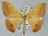  ( - BC ZSM Lep 51529)  @11 [ ] CreativeCommons - Attribution Non-Commercial Share-Alike (2011) Axel Hausmann/Bavarian State Collection of Zoology (ZSM) SNSB, Zoologische Staatssammlung Muenchen