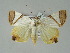  ( - BC ZSM Lep 51534)  @14 [ ] CreativeCommons - Attribution Non-Commercial Share-Alike (2011) Axel Hausmann/Bavarian State Collection of Zoology (ZSM) SNSB, Zoologische Staatssammlung Muenchen