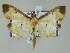  (Eulepte Janzen01 - BC ZSM Lep 51540)  @14 [ ] CreativeCommons - Attribution Non-Commercial Share-Alike (2011) Axel Hausmann/Bavarian State Collection of Zoology (ZSM) SNSB, Zoologische Staatssammlung Muenchen