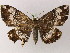  ( - BC ZSM Lep 51542)  @12 [ ] CreativeCommons - Attribution Non-Commercial Share-Alike (2011) Axel Hausmann/Bavarian State Collection of Zoology (ZSM) SNSB, Zoologische Staatssammlung Muenchen