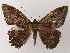  (Letis BioLep05 - BC ZSM Lep 51543)  @14 [ ] CreativeCommons - Attribution Non-Commercial Share-Alike (2011) Axel Hausmann/Bavarian State Collection of Zoology (ZSM) SNSB, Zoologische Staatssammlung Muenchen
