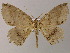 ( - BC ZSM Lep 51544)  @14 [ ] CreativeCommons - Attribution Non-Commercial Share-Alike (2011) Axel Hausmann/Bavarian State Collection of Zoology (ZSM) SNSB, Zoologische Staatssammlung Muenchen