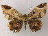  (Letis herilia - BC ZSM Lep 51547)  @14 [ ] CreativeCommons - Attribution Non-Commercial Share-Alike (2011) Axel Hausmann/Bavarian State Collection of Zoology (ZSM) SNSB, Zoologische Staatssammlung Muenchen