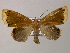  ( - BC ZSM Lep 51556)  @14 [ ] CreativeCommons - Attribution Non-Commercial Share-Alike (2011) Axel Hausmann/Bavarian State Collection of Zoology (ZSM) SNSB, Zoologische Staatssammlung Muenchen