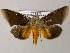  ( - BC ZSM Lep 51560)  @11 [ ] CreativeCommons - Attribution Non-Commercial Share-Alike (2011) Axel Hausmann/Bavarian State Collection of Zoology (ZSM) SNSB, Zoologische Staatssammlung Muenchen