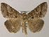  ( - BC ZSM Lep 51577)  @15 [ ] CreativeCommons - Attribution Non-Commercial Share-Alike (2011) Axel Hausmann/Bavarian State Collection of Zoology (ZSM) SNSB, Zoologische Staatssammlung Muenchen