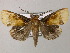  ( - BC ZSM Lep 51598)  @14 [ ] CreativeCommons - Attribution Non-Commercial Share-Alike (2011) Axel Hausmann/Bavarian State Collection of Zoology (ZSM) SNSB, Zoologische Staatssammlung Muenchen