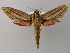  ( - BC ZSM Lep 51601)  @14 [ ] CreativeCommons - Attribution Non-Commercial Share-Alike (2011) Axel Hausmann/Bavarian State Collection of Zoology (ZSM) SNSB, Zoologische Staatssammlung Muenchen