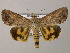  ( - BC ZSM Lep 51629)  @15 [ ] CreativeCommons - Attribution Non-Commercial Share-Alike (2011) Axel Hausmann/Bavarian State Collection of Zoology (ZSM) SNSB, Zoologische Staatssammlung Muenchen