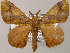  ( - BC ZSM Lep 51631)  @14 [ ] CreativeCommons - Attribution Non-Commercial Share-Alike (2011) Axel Hausmann/Bavarian State Collection of Zoology (ZSM) SNSB, Zoologische Staatssammlung Muenchen