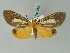  ( - BC ZSM Lep 53428)  @13 [ ] CreativeCommons - Attribution Non-Commercial Share-Alike (2011) Axel Hausmann/Bavarian State Collection of Zoology (ZSM) SNSB, Zoologische Staatssammlung Muenchen