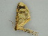  ( - BC ZSM Lep 57547)  @12 [ ] CreativeCommons - Attribution Non-Commercial Share-Alike (2011) Axel Hausmann/Bavarian State Collection of Zoology (ZSM) SNSB, Zoologische Staatssammlung Muenchen