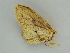  ( - BC ZSM Lep 57550)  @11 [ ] CreativeCommons - Attribution Non-Commercial Share-Alike (2011) Axel Hausmann/Bavarian State Collection of Zoology (ZSM) SNSB, Zoologische Staatssammlung Muenchen